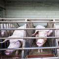Pigs in cages Pigs in cages