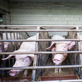 Sow fixated in her cage Sow fixated in her cage