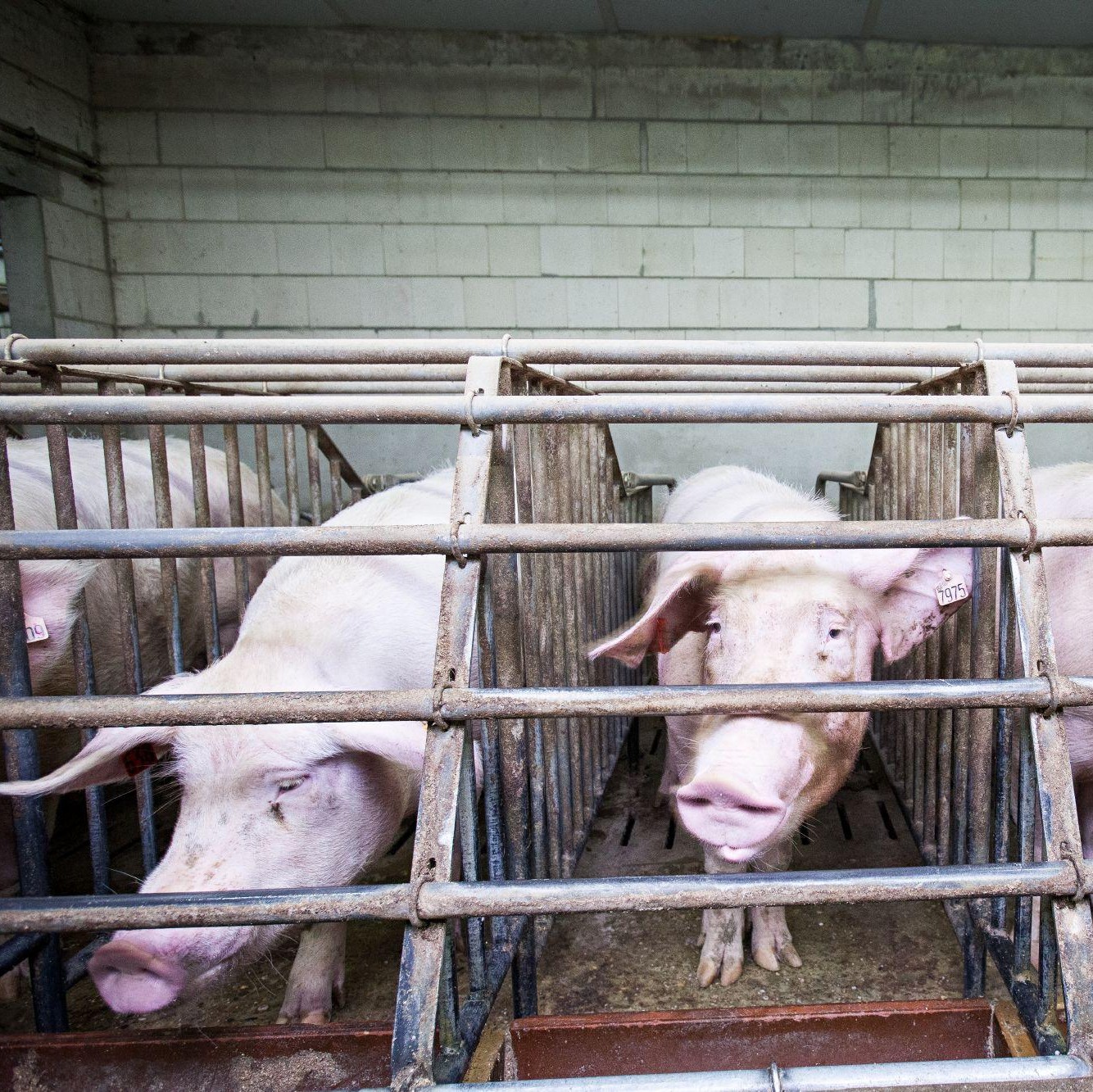 Pigs in cages Pigs in cages