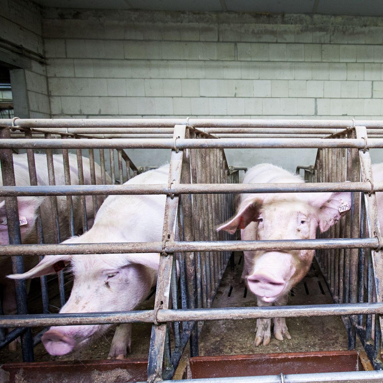 Sow fixated in her cage Sow fixated in her cage