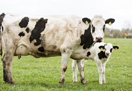Mother cow and calf in a field