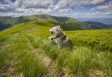 What do dogs enjoy doing on holiday? 