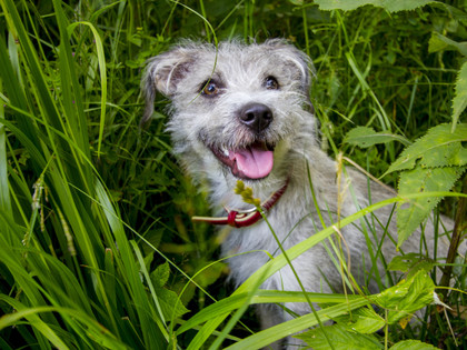 Happy grey dog with a red collar in a field