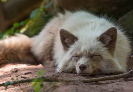 Sleeping fox