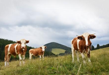 Group of cows