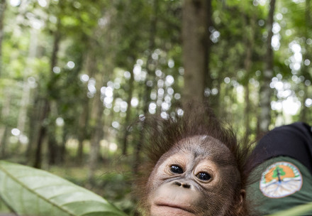 Orangatan in Care of FOUR PAWS
