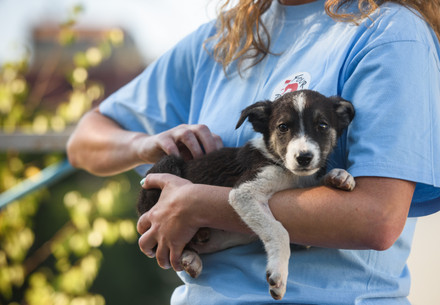 Q&As Shelter Adoption Academy Woman holding a puppy