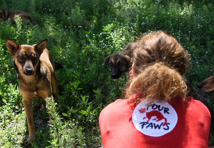 Help for Stray Animals