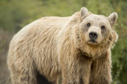 Brown bear