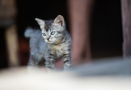 Stray cat in Indonesia