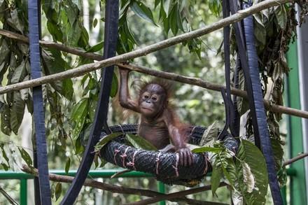 Orangutan