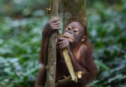 Orangutan Cantik sitting in a tree