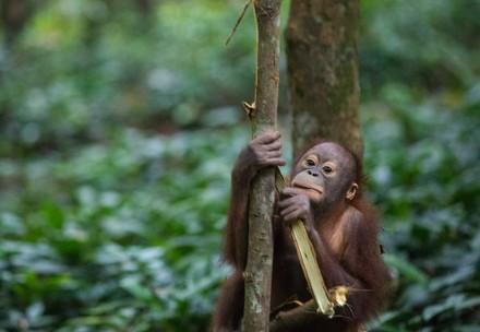 Orangutan