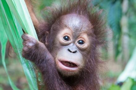 Orangutan Tegar