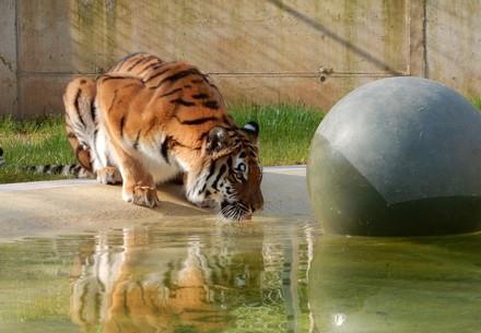 Tiger at TIERART Wild Animal Sanctuary