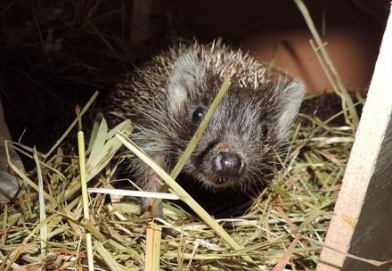 A hedgehog sitting in straw