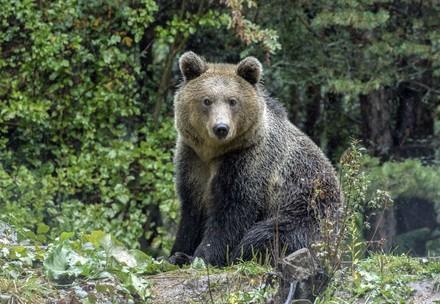 Bear Riku to BEAR SANCTUARY Belitsa Bear Riku to BEAR SANCTUARY Belitsa