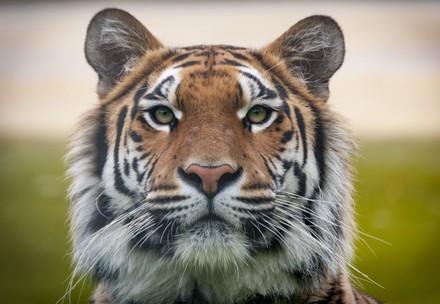 Tigers in Care of FOUR PAWS Tigers in Care of FOUR PAWS