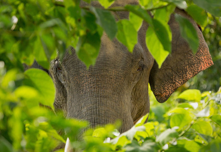 Elephant