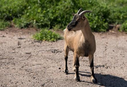 Ethiopean highland goat in Germany