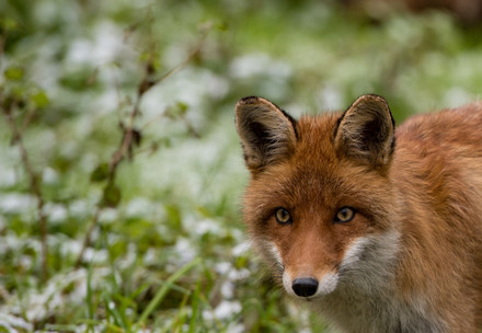 Prada Group Prada Group goes fur free