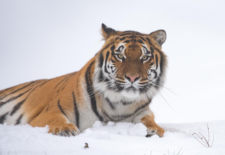 Gallery: Winter in Our Sanctuaries Tigress Cara at TIERART