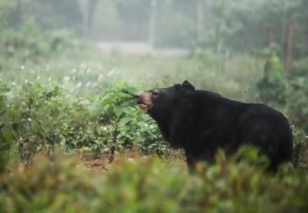 Bear Nhi Nho Bear Nhi Nho