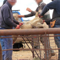 Mulesing of a sheep
