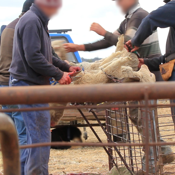 Mulesing of a sheep
