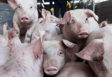 Transport of piglets