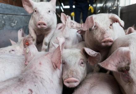 Piglets being transported