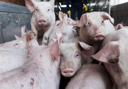 Pigs in a truck