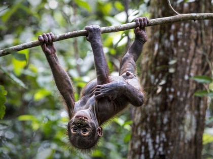 Rescued orangutan