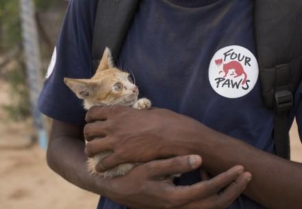 Vaccination against rabies