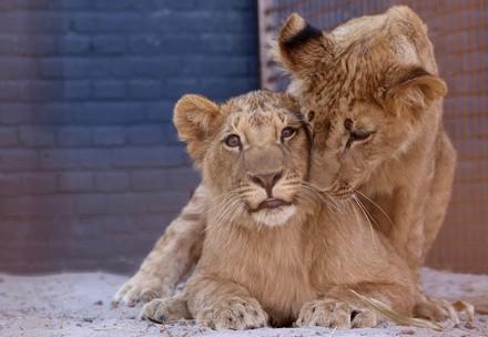 Rescue Lions Masoud & Terez Lions Masoud and Terez