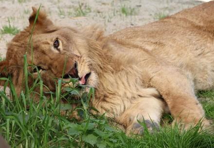 Rescue Lion Ivan-Asen Lion Ivan-Asen in FELDIA 2018