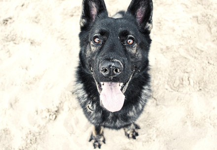 Dog at the beach
