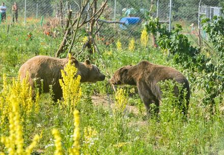 Bears Tyson and Mashutka at BEAR SANCTUARY Domazhyr