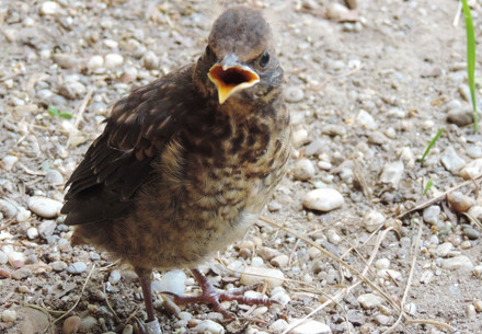 Young bird