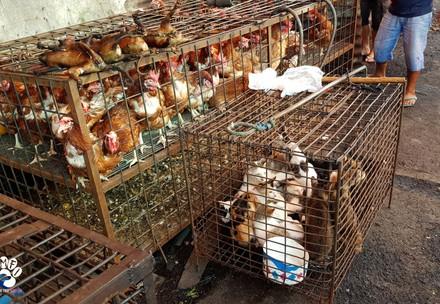 Animal market