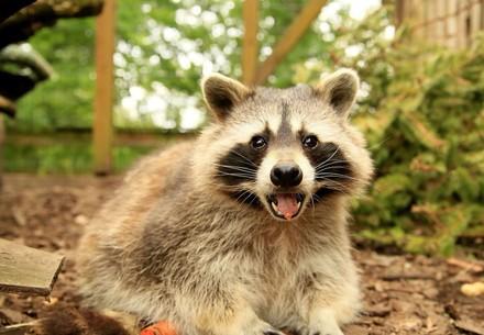 Raccoon at TIERART