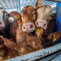 A group of cattle with ear tags