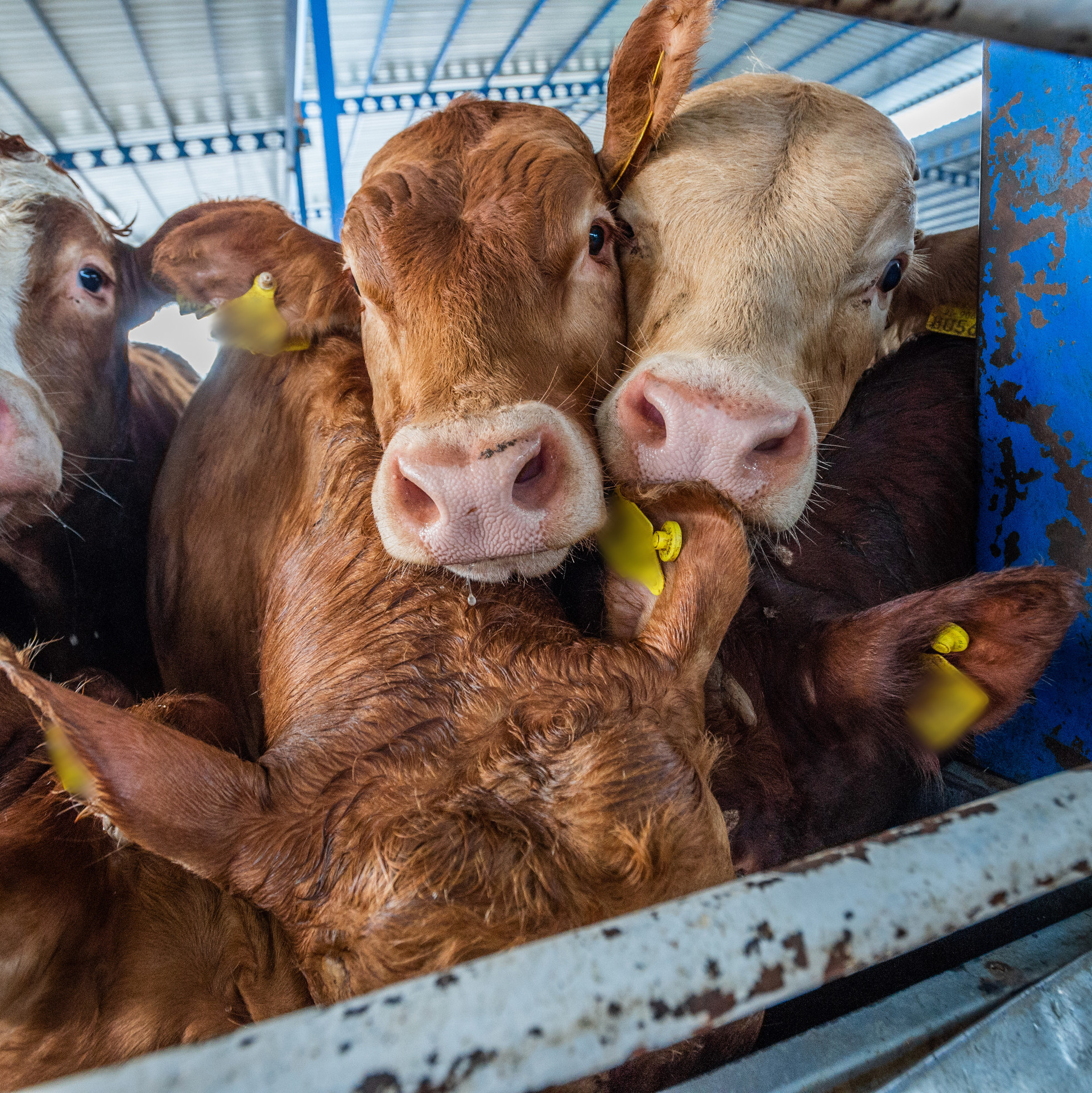 A group of cattle with ear tags