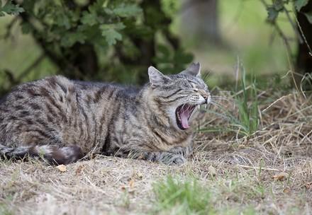 Cat in outside