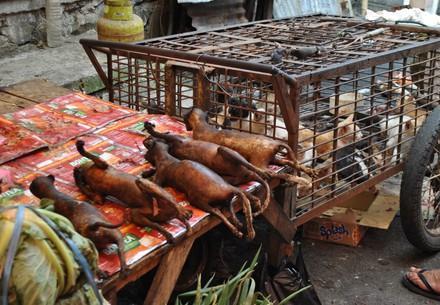 Live animal markets