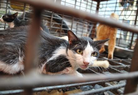 Cat inside a cage for the cat meat trade in Vietnam