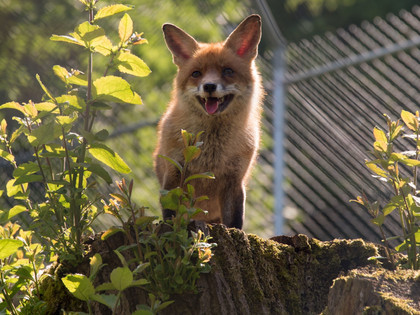 Fox at TIERART