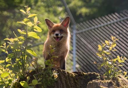 Q&As working at FOUR PAWS Fox at TIERART