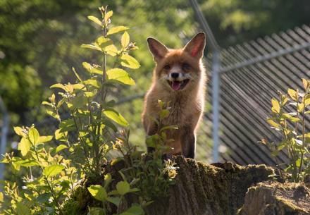 Fox at TIERART