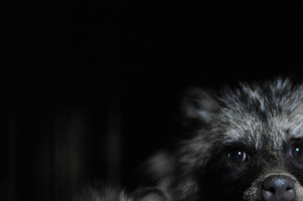 Fur farm